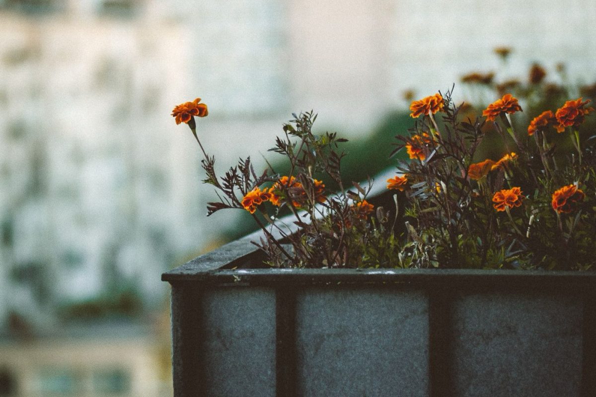 Composter sur un balcon : guide pratique et méthodes