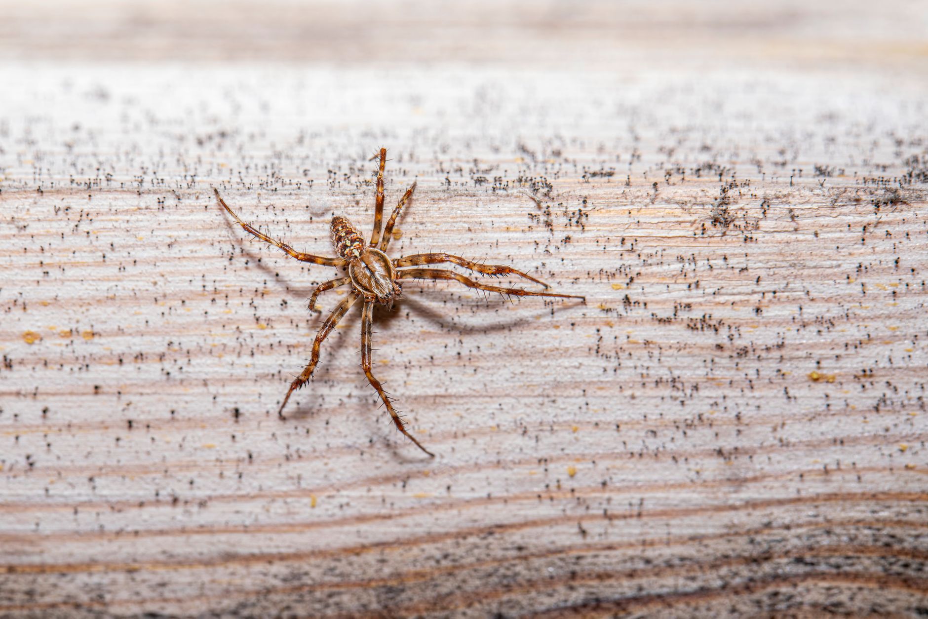 Éloigner les araignées avec du vinaigre : une méthode simple et économique