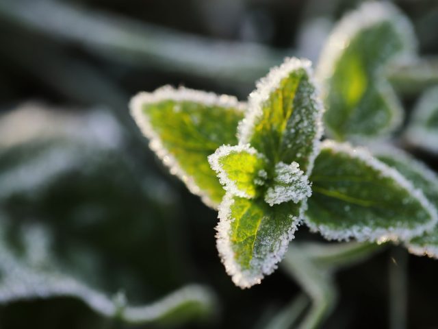 Pourquoi les Saints de Glace menacent vos plantes du 11 au 13 mai ?