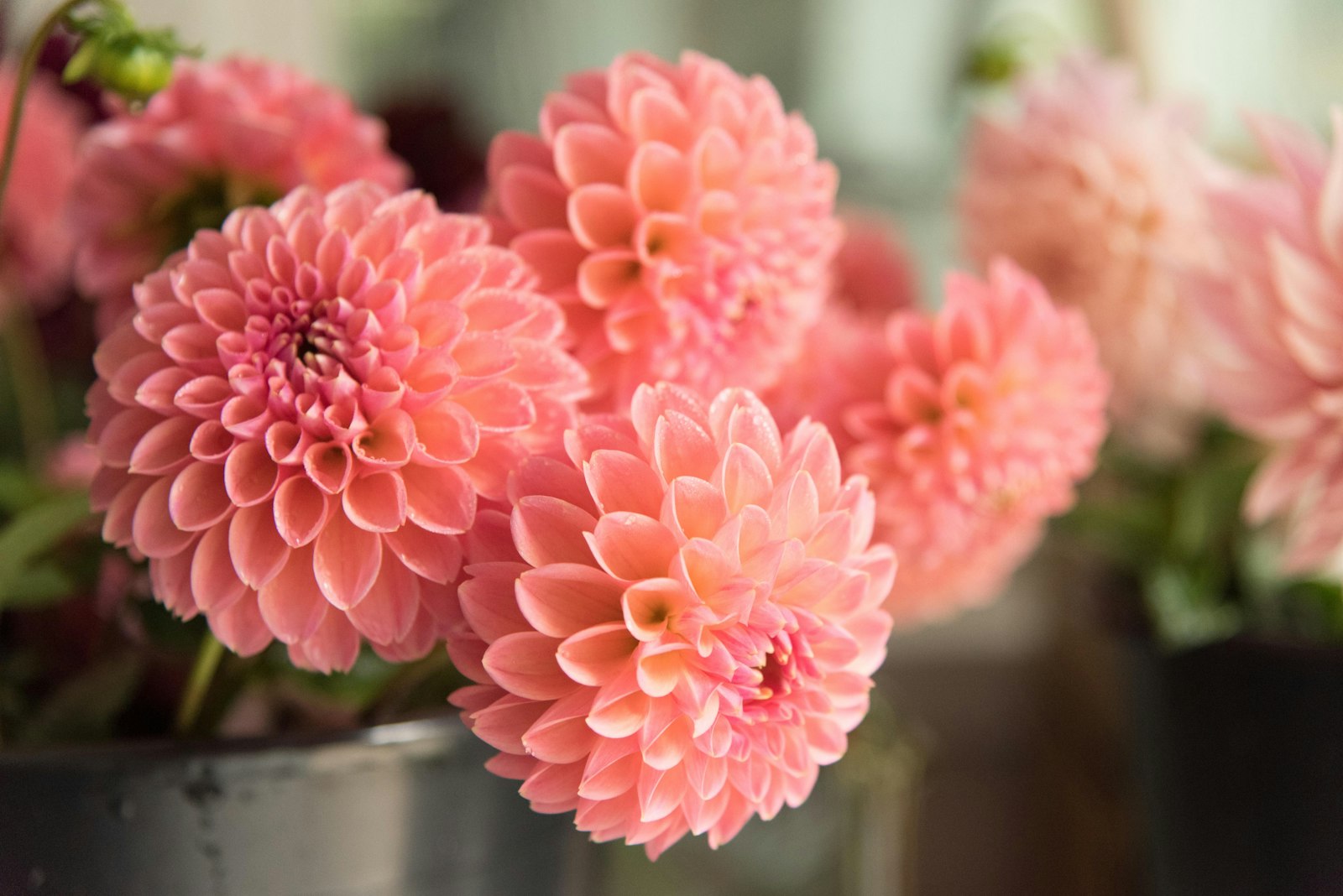 Protégez vos dahlias avant le premier gel pour une floraison assurée