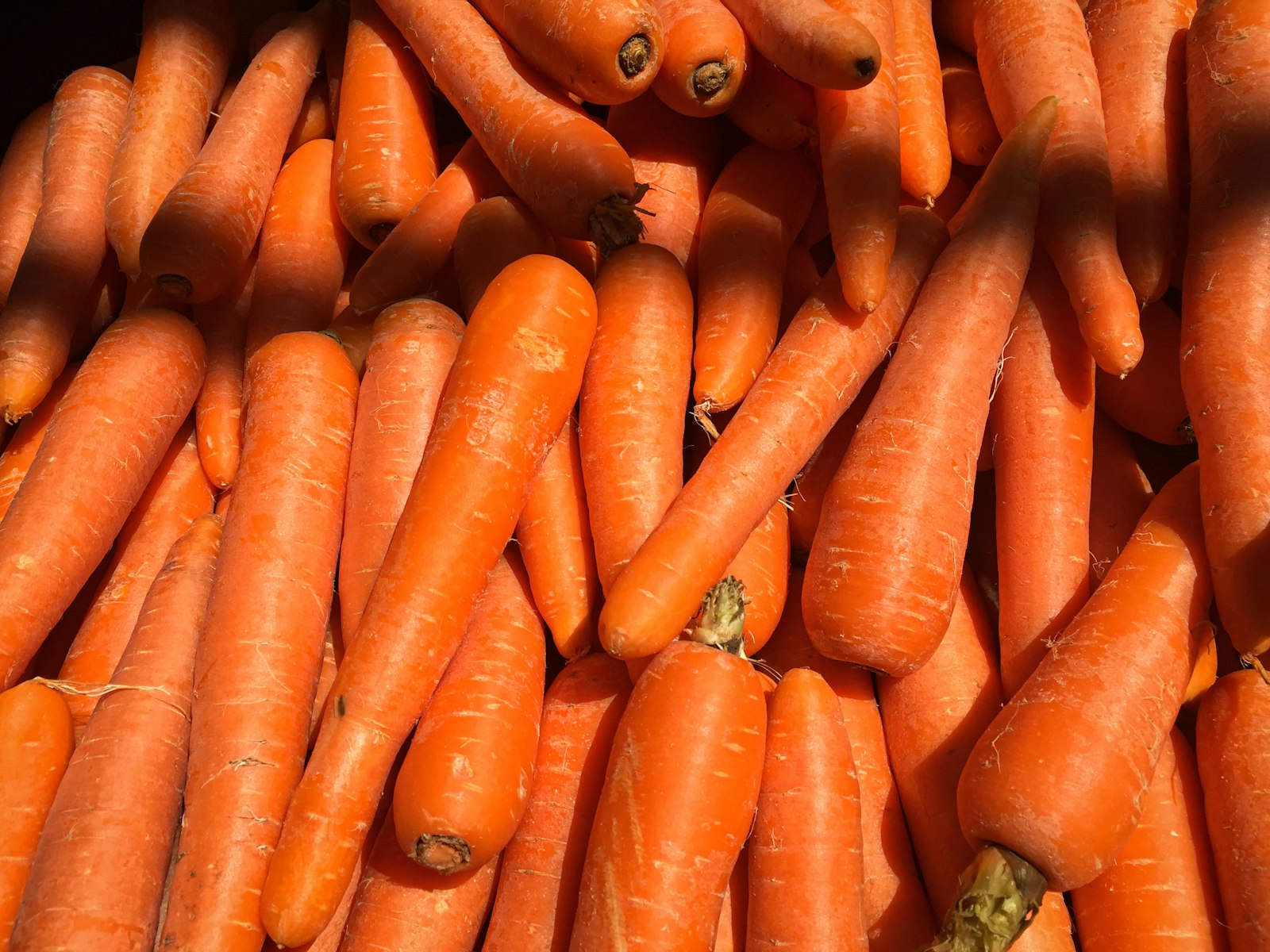 Rappel urgent : des carottes de 12 kg contaminées au linuron