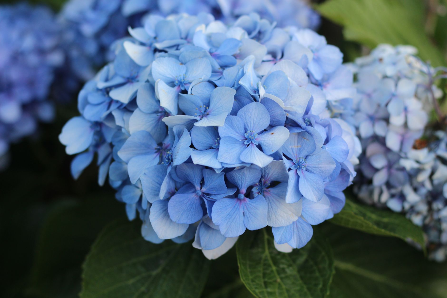 Dès maintenant, pourquoi éviter les hortensias dans votre jardin