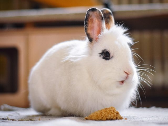 Lapin en appartement : budget, aménagement et erreurs à éviter