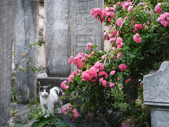 La Baule inaugure son premier cimetière pour animaux : ce que vous devez savoir