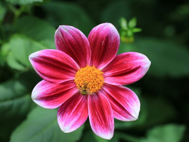 Protégez vos dahlias avant le premier gel pour une floraison assurée