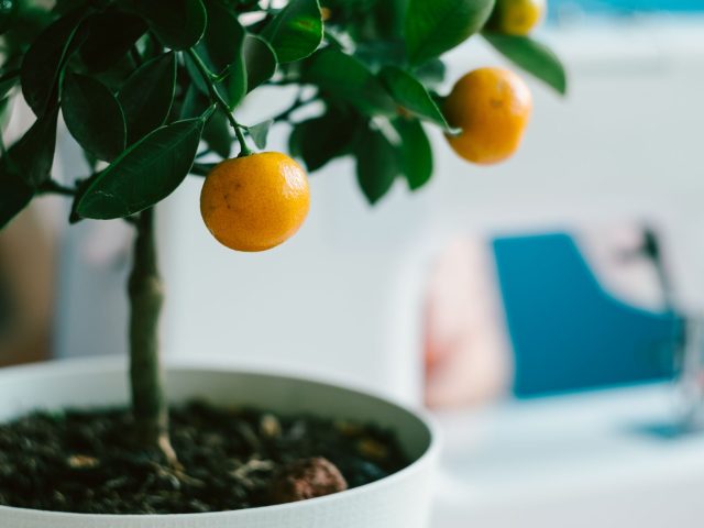 Octobre : le mois clé pour une récolte fruitière exceptionnelle